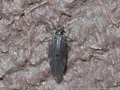 Psocidae