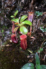 Nepenthes villosa