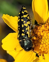 Acmaeodera flavopicta