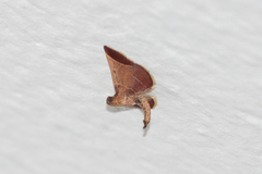 Hypsopygia