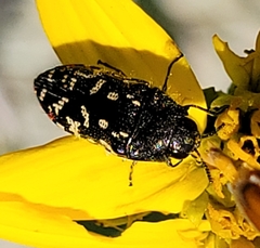 Acmaeodera rubronotata