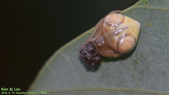 Cyrtarachne inaequalis