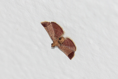 Hypsopygia