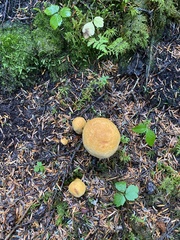 Cystoderma aureum