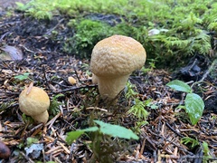 Cystoderma aureum