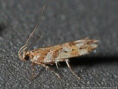 Aristotelia lespedezae