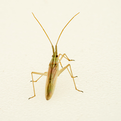 Stenodema trispinosum