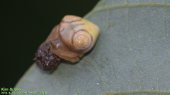 Cyrtarachne inaequalis