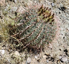Ferocactus wislizeni