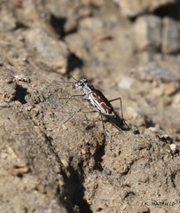 Ellipsoptera sperata inquisitor