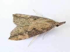 Hypena humuli