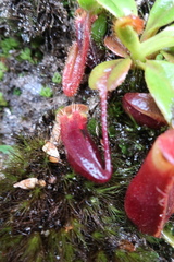 Nepenthes villosa