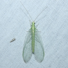 Chrysoperla rufilabris