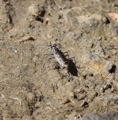 Ellipsoptera sperata inquisitor