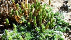 Selaginella densa
