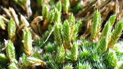 Selaginella densa