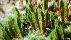Selaginella densa