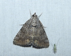 Eubolina impartialis