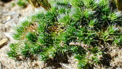 Selaginella densa