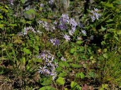 Symphyotrichum undulatum