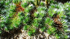 Selaginella densa