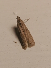 Phycitodes reliquellum