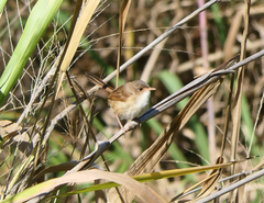 Malurus melanocephalus