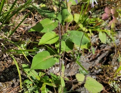 Symphyotrichum undulatum