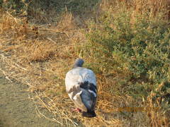 Columba livia domestica