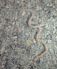 Arizona elegans philipi
