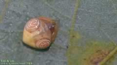 Cyrtarachne inaequalis