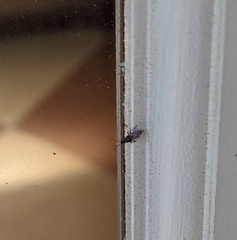 Oxycarenus hyalinipennis