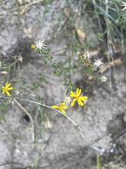 Heterotheca hirsutissima