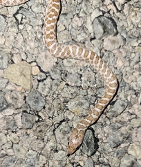 Arizona elegans philipi