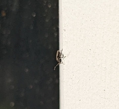 Oxycarenus hyalinipennis