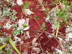 Sphagnum capillifolium