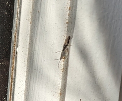 Oxycarenus hyalinipennis