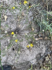 Heterotheca hirsutissima