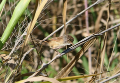 Malurus melanocephalus
