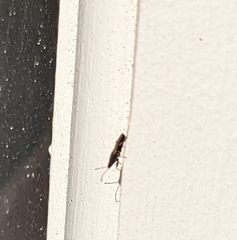 Oxycarenus hyalinipennis