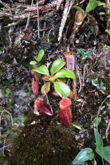 Nepenthes villosa