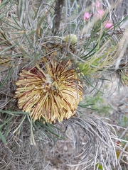 Banksia scabrella