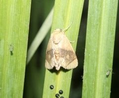 Apoda y-inversa