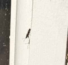 Oxycarenus hyalinipennis