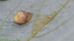 Cyrtarachne inaequalis