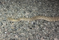 Crotalus viridis