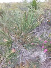 Banksia scabrella