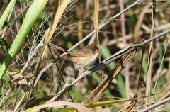 Malurus melanocephalus