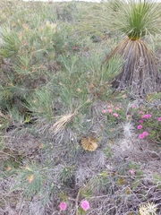 Banksia scabrella