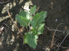 Lyrocarpa coulteri